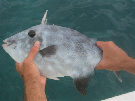 Image result for Catching Triggerfish
