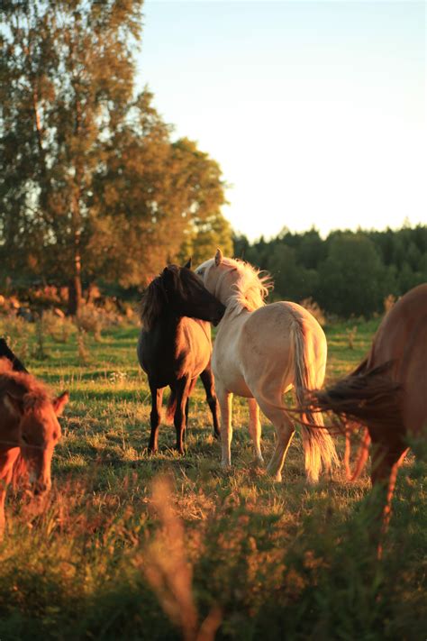 Pin von 𝒮𝒶𝓇𝒶 auf horses in 2025 | Pferdefotos, Pferdeliebe, Süße tiere
