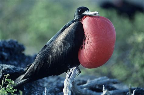 Frigates... the pirate bird, the fastest bird in the world! - eBlue Economy