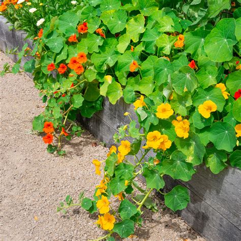 How To Plant Nasturtium For A Vibrant Summer Garden
