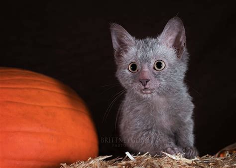 Werewolf Cats Pictures