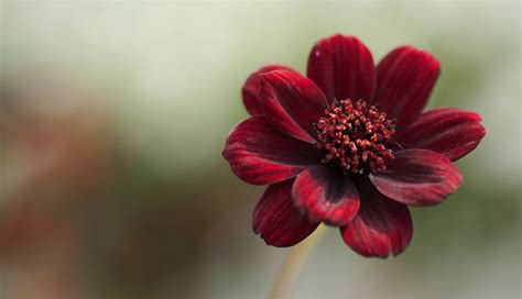 7 Most Beautiful and Enticing Rare Flowers in The World - lifeberrys.com