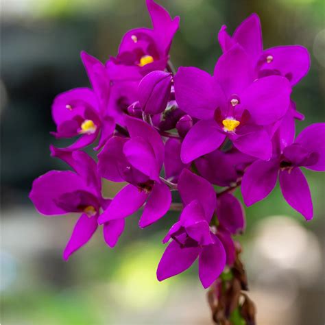 Spathoglottis Purple Velvet Ground Orchid Single Shoot