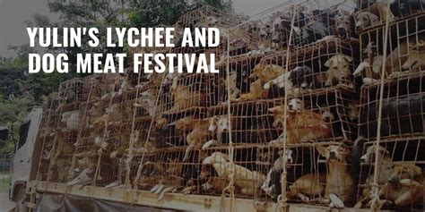Yulin's Lychee and Dog Meat Festival – What Is It, Outrage & FAQs
