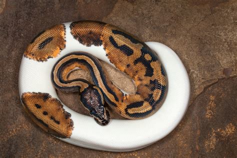 Ball Python Rolling 的图像结果
