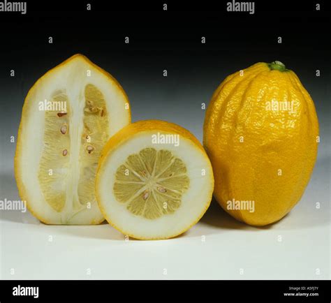 Citron Citrus Medica High Resolution Stock Photography and Images - Alamy