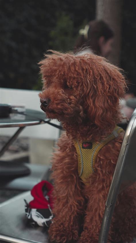 Mating Dog Videos, Download The BEST Free 4k Stock Video Footage ...