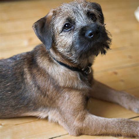 How Tall Is A Border Terrier