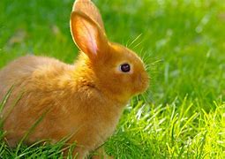 Image result for Red Bunnies