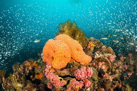 Bad break-up in warm waters: Why marine sponges suffer with rising ...