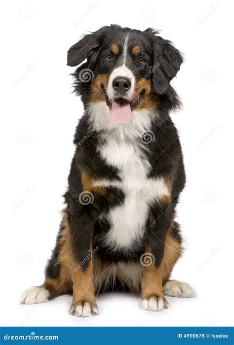 Bernese Mountain Dog (1 Year) Stock Photo - Image of position, shot ...