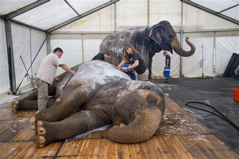 Animals At Circus