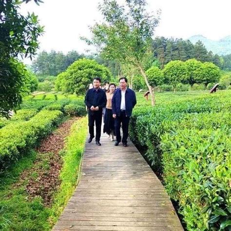 贵州毕节七星关区：发展茶产业 助力乡村振兴发展_腾讯新闻