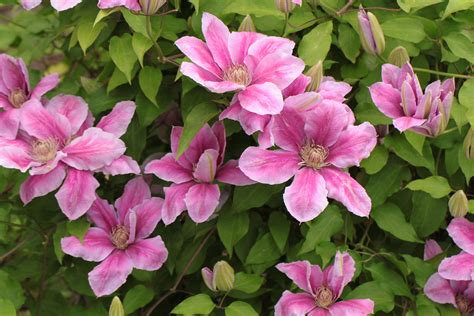 Clematis: How to Plant and Care for Clematis Plants | The Old Farmer's ...