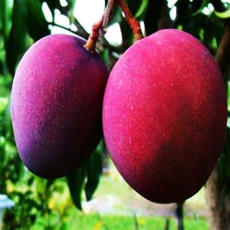 Tommy Atkins Mango Plant|Buy Tommy Atkins Mango Plant Online | Best ...