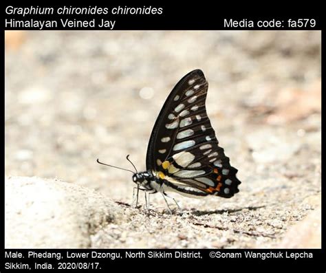 Graphium chironides (Honrath, 1884) - Veined Jay | Butterfly