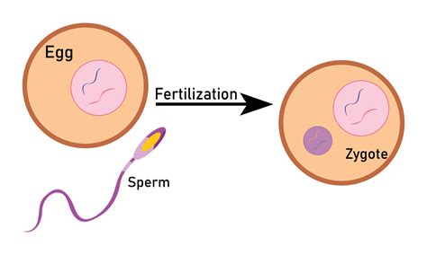 Fertilization process with step-by-step sperm egg and zygote rendering Cell Vector Design ...