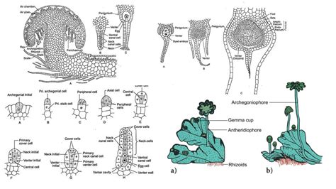 Mosses (Bryopsida) - Morphology, Characteristics, Reproduction, Uses ...