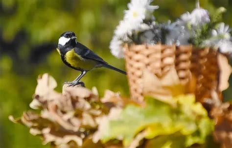 Download wallpaper autumn, birds, nature, section animals in resolution ...