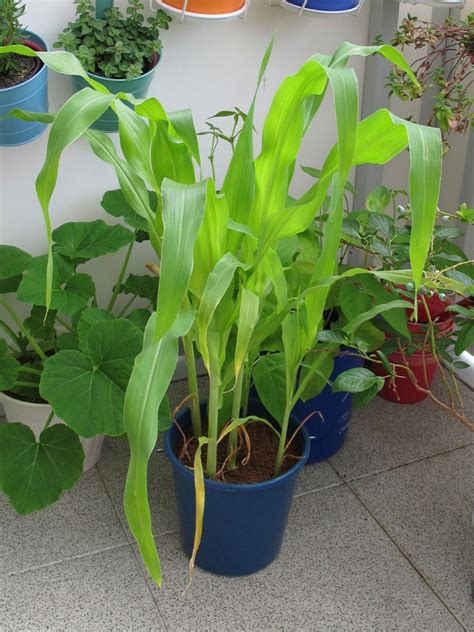 Container Grown Corn - Can You Grow Corn In Containers