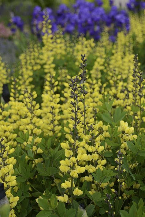 Baptisia australis ‘Lemon Meringue’ | Small garden landscape, Backyard ...