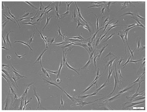 Polymers | Special Issue : Advances in Plasma Processes for Polymers II