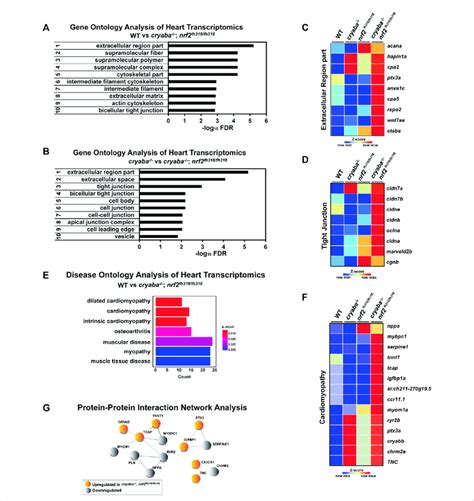 Image result for Transcriptome Analysis