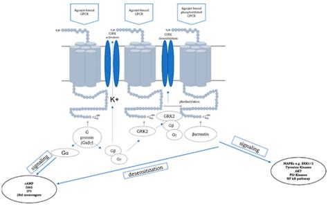 Identification of Molecular Markers of Clozapine Action in Ketamine ...
