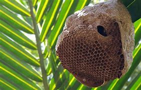 Image result for Wild Baby Bunnies Leave Nest