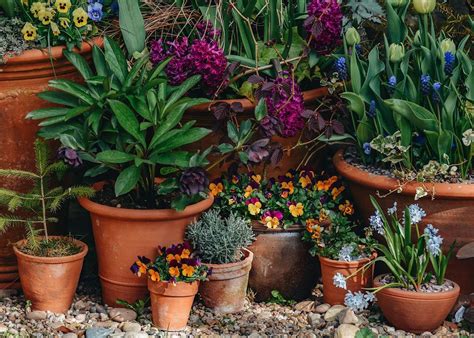 Potted Spring Flowering Bulbs Masterclass with Harriet Rycroft: Bulb ...