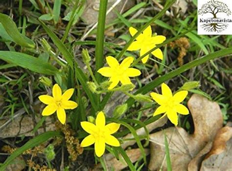 MAXKIA Tal-muli Kali musli Kali musali plant, it is a plant not a seed ...