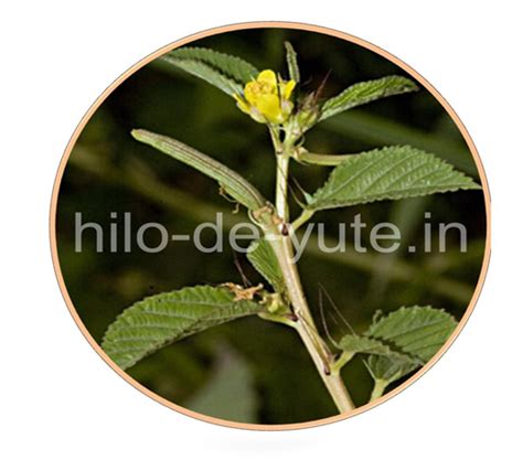 Hilo de yute o rafia para tutorado de hortalizas