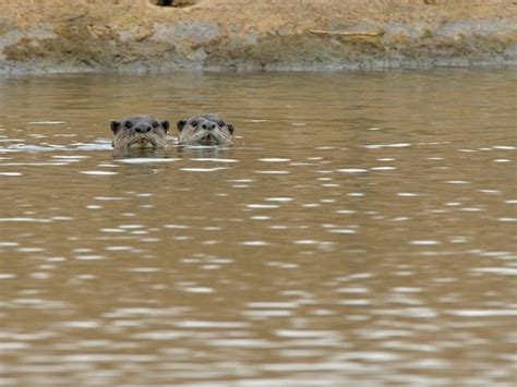 10 Things You Need To Know About Otters In India | Nature inFocus