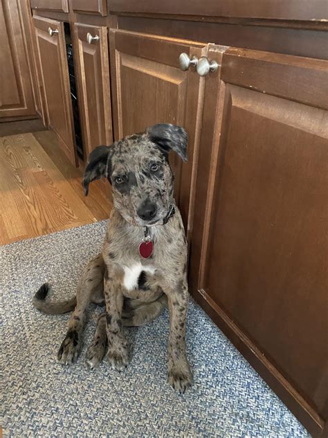 Catahoula Lab Mix