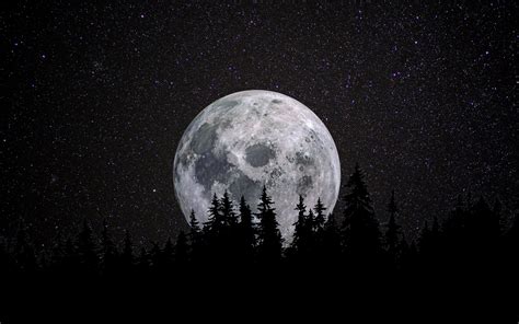 Full moon Wallpaper 4K, Forest, Night, Dark, Starry sky