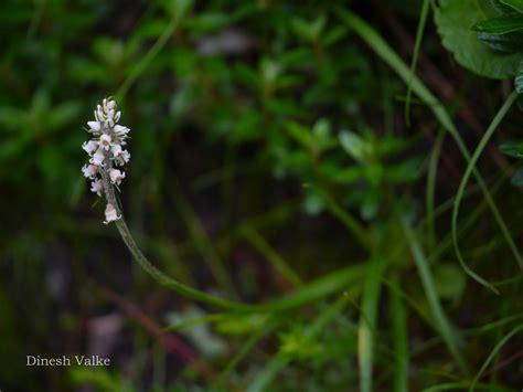 India Flora Online