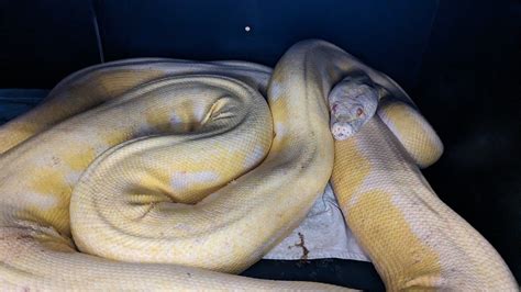 Image result for Albino Cow Reticulated Python