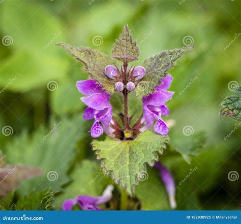 Lamium Purpureum, Known As Red Dead-nettle, Purple Dead-nettle, or ...