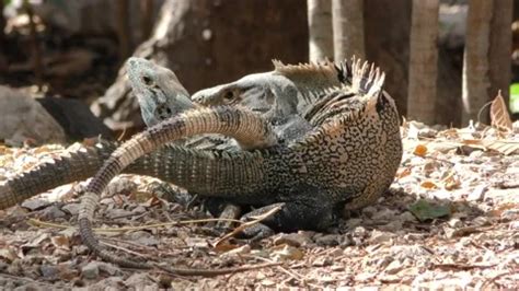 Image result for Copulation in Animals