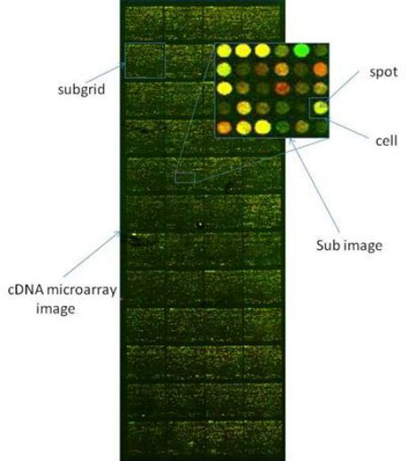 cDNA Microarray 的图像结果