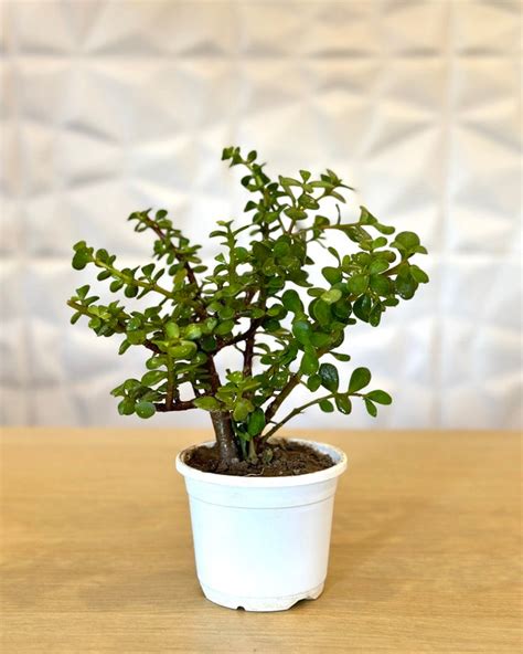 Buy Outdoor Plants Online at Lowest Price- Unlimited Greens ...