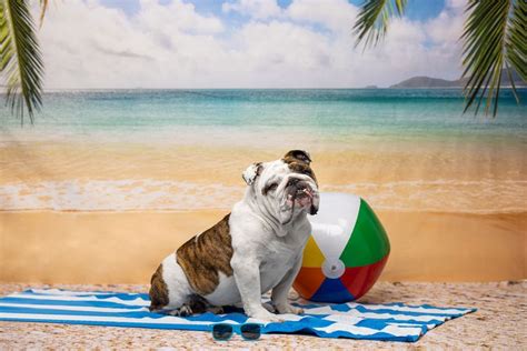 Bark to the Beach Mini-Sessions, Arf & Wag Studio, Clive, 28 June 2023 ...