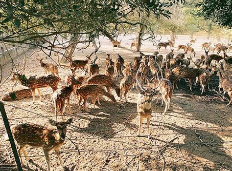 58 Gate Picnic with para friends - Reviews, Photos - Garchumuk Deer ...