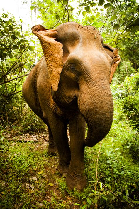 Free Images : barbaric, big, brown, endangered, grass, green, heavy, ivory, jungle, large ...