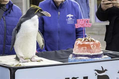 One of North America’s Oldest Penguins Celebrates at Pittsburgh Zoo ...