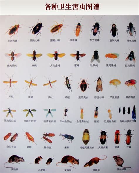 常见害虫,家庭常见虫,常见虫名称及图片(第15页)_大山谷图库