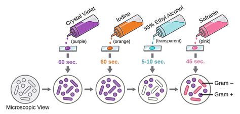 Preparation Gram Stain 的图像结果