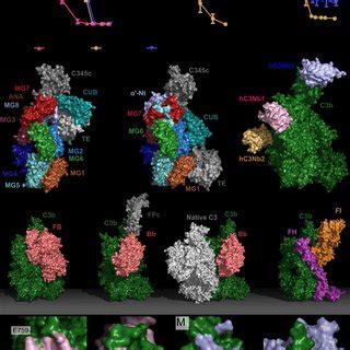 Image result for Complement Assays
