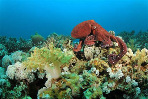 世界上九种神奇的章鱼品种_物种_海洋生物_其他