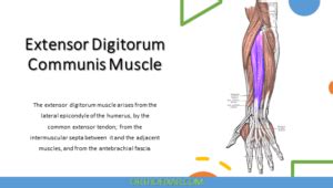 Image result for Extensor Digitorum Communis
